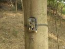Record Movements Around Tent w/ Motion Driven Hunting Trail Camera